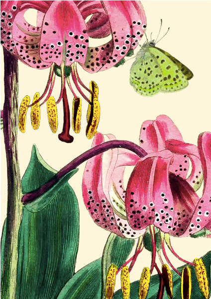 Greeting Cards from Madame Treacle